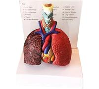 Modèle d'anatomie du Thorax Humain, cœur, poumon, Larynx, trachée, Ganglions lymphatiques, modèle d'enseignement respiratoire pour étudiants en médecine