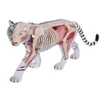 Modèle d'anatomie du tigre 4D, modèle de squelette d'organe de tigre, simulation semi-transparente, 28 organes et parties du corps détachables, for l'enseignement médical de la biologie