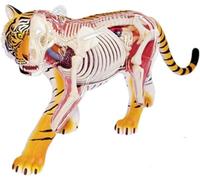 Modèle d'anatomie du tigre, modèle de squelette d'organe de tigre, simulation semi-transparente, 36 organes et corps détachables for l'enseignement médical de la biologie animale.