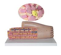 Modèle d'anatomie du Tissu myocardique - Zoom Avant 10 000 X Cardiomyocytes Amplification Anatomique Modèle microscopique Modèles scientifiques de l'anatomie Humaine - pour l'aide à l'éduca