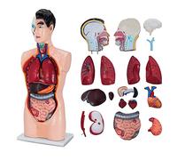 Modèle d'anatomie du Torse 3D, Torse Humain de 33,46 Pouces 19 Parties modèle d'anatomie du Torse Humain Masculin, modèl