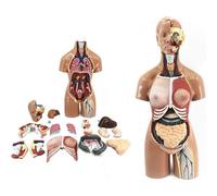 Modèle d'anatomie du torse de 55 cm, 19 pièces, assemblage fœtus 4D, organes, système médical, respiratoire, digestif, urinaire, squelette pédagogique