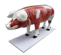 Modèle d'anatomie du Torse de Porc de 40,1 Pouces, modèle d'organe viscéral d'animal Domestique for l'apprentissage des étudiants en médecine, Affichage de l'éducation 102 cm