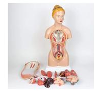 Modèle D'anatomie Du Torse Féminin - 14 Pièces Détachables for L'éducation | Explorez l'anatomie humaine avec ce modèle détaillé de torse féminin de 45 cm.