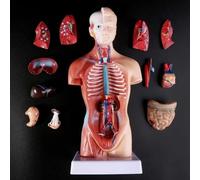 Modèle d'anatomie du torse humain avec organes internes médicaux anatomiques détachables