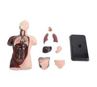 Modèle d'anatomie du torse humain, corps humain peint, 24,5x12,5x7,5 cm, avec organes amovibles et manuel d'instructions pour les étudiants en sciences, affichage de