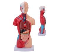 Modèle d'anatomie du Torse Humain, Corps Humain Peint, avec des Organes Amovibles, Le cœur, Les viscéraux, Le Cerveau, 28 cm pour l'apprentissage Scientifique des étudiants, la