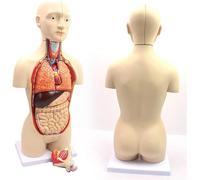 Modèle D'anatomie Du Torse Humain De 45 Cm - Outil Éducatif 16 Pièces | Explorez l'anatomie humaine avec ce modèle de torse détaillé de 16 pièces.