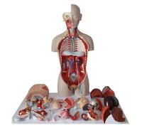 Modèle D'anatomie Du Torse Humain De Luxe Avec Organes Interchangeables | Explorez l'anatomie humaine avec ce modèle de torse détaillé en 27 parties.
