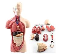 Modèle D'anatomie Du Torse Humain for L'éducation Et Les Soins Infirmiers | Explorez l'anatomie humaine avec ce modèle de torse détaillé et détachable.