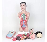 Modèle D'anatomie du Torse Humain - Modèle De Torse Masculin De 45 Cm - Modèle De Système Digestif avec Couverture De Poitrine - pour Modèle D'enseignement D'affichage D'étude