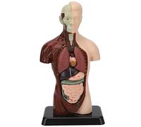 Modèle d'anatomie du Torse Humain nsxayiwe, modèle de Corps Humain à 6 Parties avec Un modèle de Squelette de Cerveau de crâne de tête de cœur pour l'éducation Scolaire Affichage