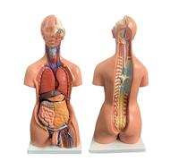 Modèle d'anatomie du torse humain - Taille réelle 85 cm avec 23 organes amovibles pour étudiants en médecine - Outil d'apprentissage des sciences éducatives