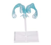 Modèle d'anatomie du ventricule à base acrylique conçu pour les étudiants en médecine, les chercheurs, les cerveaux clairs, modèle éducatif de ventricule du cerveau