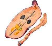 Modèle d'anatomie du ver de terre, modèles anatomiques d'invertébrés, kit de fabrication de dissection de spécimens de vers de terre, for modèle de diorama de recherche d'apprentissage