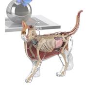 Modèle d'anatomie d'un chat pour | Outil pédagogique 4D | Démonstration de l'enseignement des animaux | Pour , adultes, étudiants, enseignants, vétérinaires, collectionneurs, éducateurs