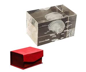 Modèle d'anatomie en cristal d'organe humain, presse-papier en verre, cerveau, cœur, poumon, squelette, dent(Brain)