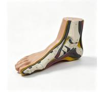 Modèle D'anatomie, Ensemble De Modèles De Pied-arqué Plat Et Normal | Modèle D'anatomie 3 Pièces For Podologie, Pied Plat Normal À Voûte Haute, Outil Pédagogique Éducatif(Normal Foot)