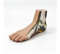 Modèle D'anatomie, Ensemble De Modèles De Pied-arqué Plat Et Normal | Modèle D'anatomie 3 Pièces For Podologie, Pied Plat Normal À Voûte Haute, Outil Pédagogique Éducatif(Flat Foot)