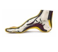 Modèle D'anatomie, Ensemble De Modèles De Pied-arqué Plat Et Normal | Modèle D'anatomie 3 Pièces For Podologie, Pied Plat Normal À Voûte Haute, Outil Pédagogique Éducatif(High Arch Foot)