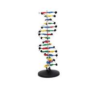 Modèle d'anatomie et biologie, matériel pédagogique, structure des macromolécules biologiques, matériel d'enseignement biologie pour expériences scientifiques modèle double hélice d'ADN B