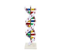 Modèle d'anatomie et biologie, matériel pédagogique, structure des macromolécules biologiques, matériel d'enseignement biologie pour expériences scientifiques modèle double hélice d'ADN A