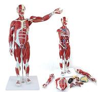 Modèle d'anatomie factice Humain, modèle Musculaire Humain, avec Anatomie Musculaire Superficielle et Structure du Corps, Figure Musculaire Demi-Taille réelle en 27 Parties pour l'étude et l