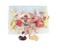 Modèle d'anatomie féline 4D, divisé en 10 parties, présentant les organes félins, les muscles viscéraux et les nerfs, compatible avec la formation médicale et pédagogique.