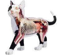 Modèle d'anatomie féline 4D Vision, 28 organes et parties du corps amovibles, formation vétérinaire for animaux, démonstration pédagogique, outils de dissection de modèles félins