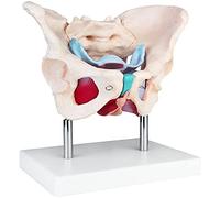 Modèle d'anatomie Féminin Squelette Pelvis Modèle de Plancher Pelvien Modèle de Pelvien Anatomique medmod