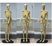 Modèle d'anatomie féminine 23 Pouces (60 cm) Modèle Anatomique des Muscles et du Squelette du Corps Humain pour Le dessi