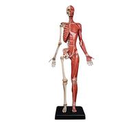 Modèle d'anatomie Figure d'anatomie féminine - Modèle de Peinture de Squelette Musculaire Humain Ecorche d'os Musculaire Anatomique Humain et référence de modèle de Peau pour Artiste
