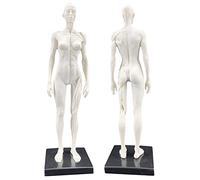 Modèle d'anatomie Figure d'anatomie féminine Modèle d'os Musculaire Anatomique Humain Anatomie Anatomique Humaine Tête de crâne Art Croquis Peinture Modèle de Sculpture pour étude de Dessin