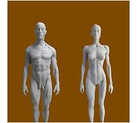 Modèle d'anatomie Figure d'anatomie Humaine - Modèle d'os Musculaire Anatomique Humain - Matériau en résine Modèle d'anatomie musculo-squelettique féminine et Masculine pour l'étude du dessi