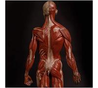 Modèle d'anatomie Figure d'anatomie Masculine de 23,6 Pouces - Modèle de Peinture de Squelette Musculaire Humain Ecorche d'os Musculaire Anatomique Humain et référence de modèle de Peau pour