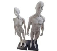 Modèle d'anatomie Figure d'anatomie Masculine et féminine - Modèle de Figure d'anatomie Humaine de 30 cm - Modèle d'anatomie musculo-squelettique Humaine Kit d'étude de Sculpture Référence a