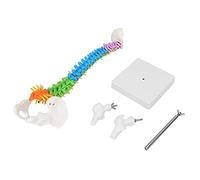 Modèle d'anatomie Flexible à la Colonne vertébrale Humaine Zenithaur avec Racines nerveuses de la Colonne vertébrale pour Une étude de l'enseignement médical et de l'éducation