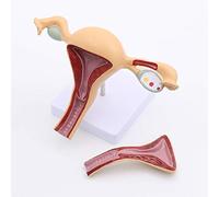 Modèle d'anatomie génitale féminine Modèle d'enseignement de la médecine génito-urinaire de l'utérus