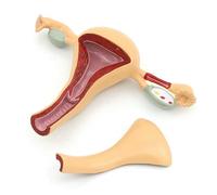 Modèle d'anatomie génitale féminine Modèle d'enseignement médical génito-urinaire de l'utérus