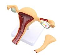 Modèle d'anatomie génitale féminine Utérus Ovaire Organe génito-urinaire Ressources pédagogiques médicales