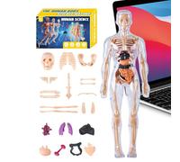 Modèle D'anatomie Humaine - 11 Pouces Pour | Torse ABS 3D - Kit D'assemblage Anatomique Éducatif Avec Organes Amovibles, Muscles, Os Pour Étudiants En Sciences, Enseignants, Salle De Classe À