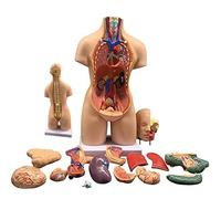 Modèle d'anatomie humaine - 19 organes du corps 4D avec cœur et squelette | Modèle d'anatomie humaine 4D - Ensemble de 19 organes du corps avec cœur et squelette pour l'éducation