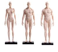 Modèle d'anatomie humaine 30 cm, figurine musculaire et squelette blanche for étude d'artiste 3 pièces