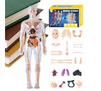 Modèle d'Anatomie Humaine 3D Enfant,Modèle Anatomique Torso Humain | Jeu de Montage pour Enseignants Élèves École à la Garçons Filles
