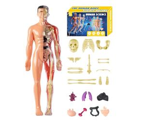 Modèle d'anatomie humaine 3D - Modèles de structure du corps humain, jouet d'assemblage anatomique, kit de science éducative | Aide à l'apprentissage pour les étudiants enseignants en éducation