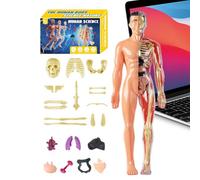 Modèle d'Anatomie Humaine 3D pour - Torso Anatomique Humain Jouet Éducatif - Kit Éducatif d'Assemblage pour Enseignants Élèves Garçons Filles Classe Maison Art et Science
