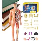 Modèle d'Anatomie Humaine 3D, Réaliste, À Assembler, Éducatif