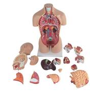 Modèle d'anatomie humaine, 50 cm, détachable, outil d'enseignement et de formation médicale