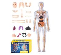 Modèle d'anatomie Humaine : ABS, modèle desquelette, Outil d'apprentissage éducatif | Squelette Anatomique de Taille compacte et Pratique, modèles corporels pour, Cadeaux pour garçons et