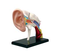 Modèle d'anatomie Humaine assemblé en 4D - Cœur, crâne, œil et Organes détaillés pour l'éducation médicale et l'apprentissage interactif,26055